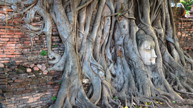 [Translate to English:] Buddha head in Tree Wat Mahathat